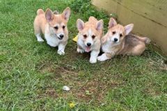 3-welsh-corgi-puppies