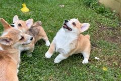 welsh-corgi-puppies-2