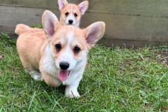 welsh-corgi-puppies