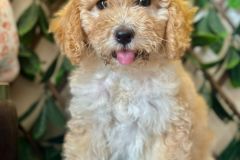 6-goldendoodle-puppies