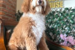 alex-labradoodle-male-standard-size-10-months-red-white-fully-vaccinated-fully-trained-10