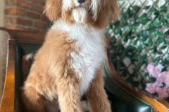 alex-labradoodle-male-standard-size-10-months-red-white-fully-vaccinated-fully-trained-11