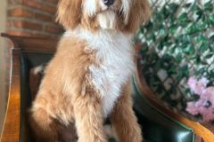 alex-labradoodle-male-standard-size-10-months-red-white-fully-vaccinated-fully-trained-12
