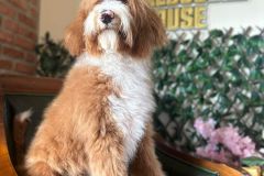 alex-labradoodle-male-standard-size-10-months-red-white-fully-vaccinated-fully-trained-13
