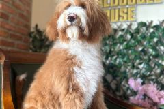 alex-labradoodle-male-standard-size-10-months-red-white-fully-vaccinated-fully-trained-14