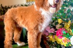 alex-labradoodle-male-standard-size-10-months-red-white-fully-vaccinated-fully-trained-15