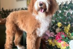 alex-labradoodle-male-standard-size-10-months-red-white-fully-vaccinated-fully-trained-16