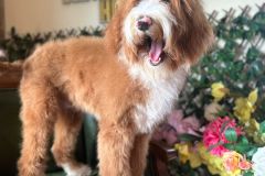 alex-labradoodle-male-standard-size-10-months-red-white-fully-vaccinated-fully-trained-18