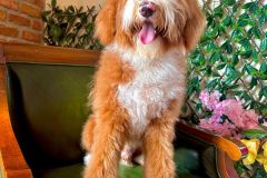 alex-labradoodle-male-standard-size-10-months-red-white-fully-vaccinated-fully-trained-19