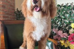 alex-labradoodle-male-standard-size-10-months-red-white-fully-vaccinated-fully-trained-2