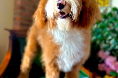 alex-labradoodle-male-standard-size-10-months-red-white-fully-vaccinated-fully-trained-5