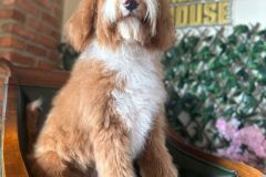 alex-labradoodle-male-standard-size-10-months-red-white-fully-vaccinated-fully-trained-7