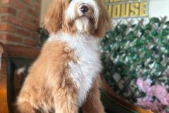 alex-labradoodle-male-standard-size-10-months-red-white-fully-vaccinated-fully-trained-8