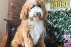 alex-labradoodle-male-standard-size-10-months-red-white-fully-vaccinated-fully-trained-9