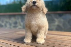 bambam-goldendoodle-male-standard-size-3-months-apricot-vaccinated-potty-crate-trained-10
