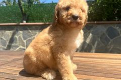bambam-goldendoodle-male-standard-size-3-months-apricot-vaccinated-potty-crate-trained-2