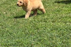 bambam-goldendoodle-male-standard-size-3-months-apricot-vaccinated-potty-crate-trained-3