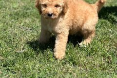 bambam-goldendoodle-male-standard-size-3-months-apricot-vaccinated-potty-crate-trained-5