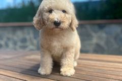 bambam-goldendoodle-male-standard-size-3-months-apricot-vaccinated-potty-crate-trained-6