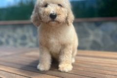 bambam-goldendoodle-male-standard-size-3-months-apricot-vaccinated-potty-crate-trained-7
