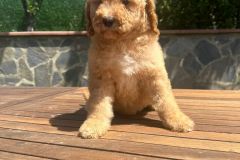 bambam-goldendoodle-male-standard-size-3-months-apricot-vaccinated-potty-crate-trained