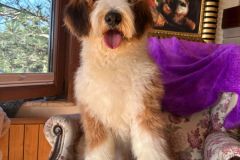 barney-bernedoodle-male-standard-size-10-months-red-white-fully-vaccinated-fully-trained-10
