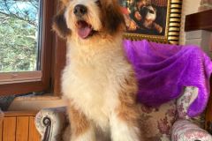 barney-bernedoodle-male-standard-size-10-months-red-white-fully-vaccinated-fully-trained-11
