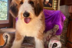 barney-bernedoodle-male-standard-size-10-months-red-white-fully-vaccinated-fully-trained-12