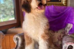 barney-bernedoodle-male-standard-size-10-months-red-white-fully-vaccinated-fully-trained-3