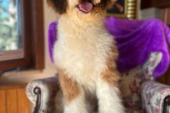 barney-bernedoodle-male-standard-size-10-months-red-white-fully-vaccinated-fully-trained-4