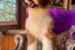 barney-bernedoodle-male-standard-size-10-months-red-white-fully-vaccinated-fully-trained-5