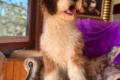 barney-bernedoodle-male-standard-size-10-months-red-white-fully-vaccinated-fully-trained-6