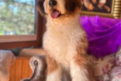 barney-bernedoodle-male-standard-size-10-months-red-white-fully-vaccinated-fully-trained-7