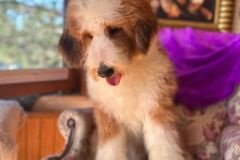 barney-bernedoodle-male-standard-size-10-months-red-white-fully-vaccinated-fully-trained-8