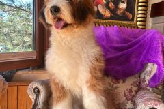 barney-bernedoodle-male-standard-size-10-months-red-white-fully-vaccinated-fully-trained-9