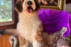 barney-bernedoodle-male-standard-size-10-months-red-white-fully-vaccinated-fully-trained
