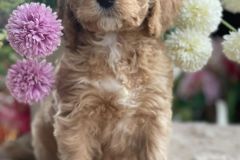 bella-goldendoodle-female-standard-size-3.5-months-apricot-vaccinated-potty-crate-leash-trained-2