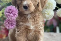 bella-goldendoodle-female-standard-size-3.5-months-apricot-vaccinated-potty-crate-leash-trained-3