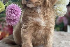bella-goldendoodle-female-standard-size-3.5-months-apricot-vaccinated-potty-crate-leash-trained-4