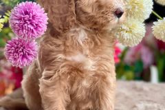 bella-goldendoodle-female-standard-size-3.5-months-apricot-vaccinated-potty-crate-leash-trained-5