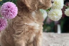 bella-goldendoodle-female-standard-size-3.5-months-apricot-vaccinated-potty-crate-leash-trained-6