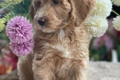 bella-goldendoodle-female-standard-size-3.5-months-apricot-vaccinated-potty-crate-leash-trained-7