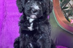 berlin-bernedoodle-male-standard-size-3-months-black-with-white-marks-vaccinated-potty-crate-trained-10