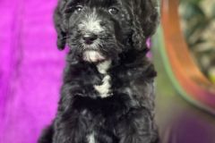 berlin-bernedoodle-male-standard-size-3-months-black-with-white-marks-vaccinated-potty-crate-trained-11