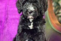 berlin-bernedoodle-male-standard-size-3-months-black-with-white-marks-vaccinated-potty-crate-trained-12