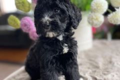 berlin-bernedoodle-male-standard-size-3-months-black-with-white-marks-vaccinated-potty-crate-trained-2