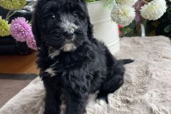 berlin-bernedoodle-male-standard-size-3-months-black-with-white-marks-vaccinated-potty-crate-trained-3