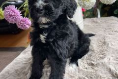berlin-bernedoodle-male-standard-size-3-months-black-with-white-marks-vaccinated-potty-crate-trained-4
