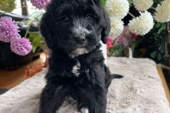 berlin-bernedoodle-male-standard-size-3-months-black-with-white-marks-vaccinated-potty-crate-trained-5