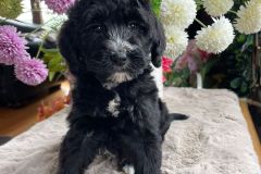 berlin-bernedoodle-male-standard-size-3-months-black-with-white-marks-vaccinated-potty-crate-trained-6
